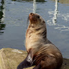 Australian Fur seal