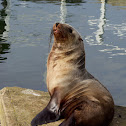 Australian Fur seal
