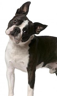How to mod Boston Terriers Jigsaw Puzzle patch 1.0 apk for android