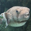Black-Spotted Porcupinefish