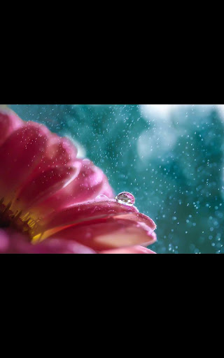 Color Rain Flowers LWP