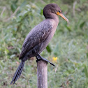Biguá, Neotropic Cormorant