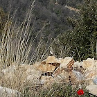 Northern Wheatear (Σταχτοπετροκλής)