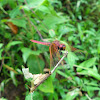 Crimson Marsh Glider Dragonfly