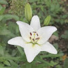 White Lily (stargazer?)