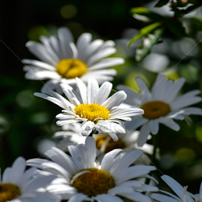 Marguerites by Dickon Thompson - Flowers Flower Gardens