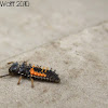 Multicolored Asian Ladybug larva