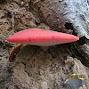 Beefsteak Fungus, also known as Beefsteak Polypore or Ox Tongue