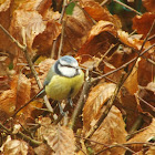 Blue tit