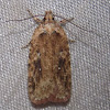 Featherduster Agonopterix