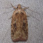 Featherduster Agonopterix