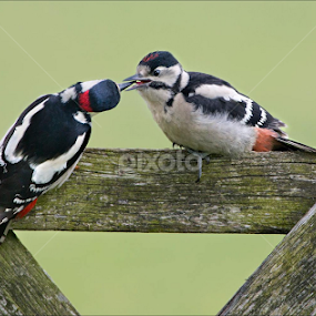 Great Spotted Woodpeckers Worcester. by Marlene Finlayson - Animals Birds
