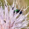 Mason Bee