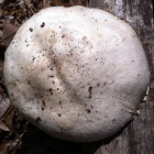 White Cap Mushroom 