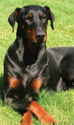 Doberman Pinschers Wallpapers