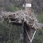 Red-taied Hawk Nest