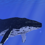 Ocean Whale Live wallpaper Pro Apk