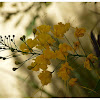 Peacock Flower