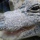 Yangtze crocodile