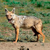 Golden Jackal - Swahili-Bweha wa mbuga