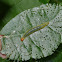 Leaf roller caterpillar
