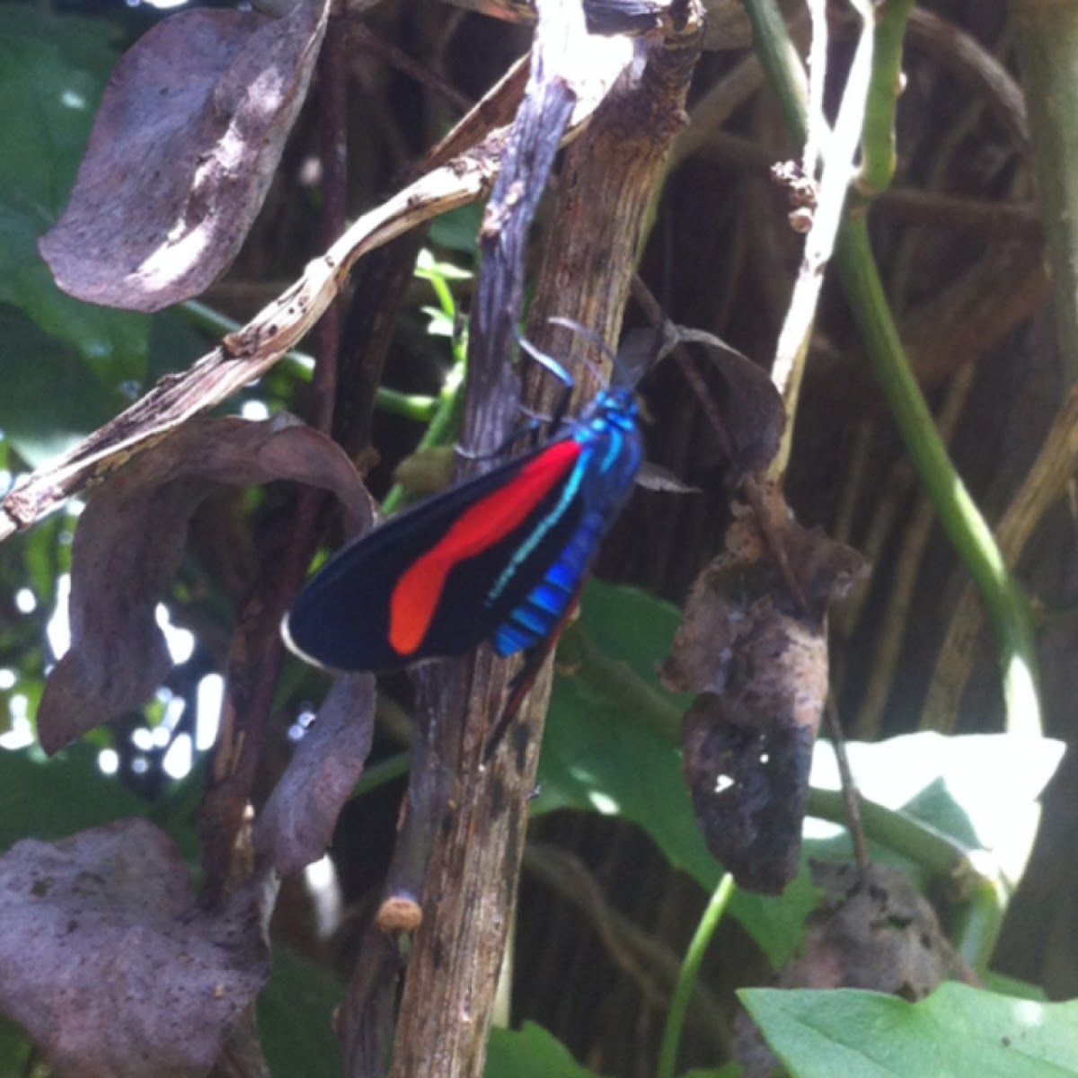 Colorful Moth