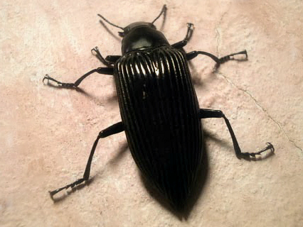 Darkling Beetle.