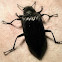 Darkling Beetle.