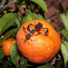 Leaf-footed bugs