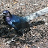 Boat-tailed grackle