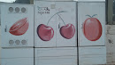 Fruit Electrical Box