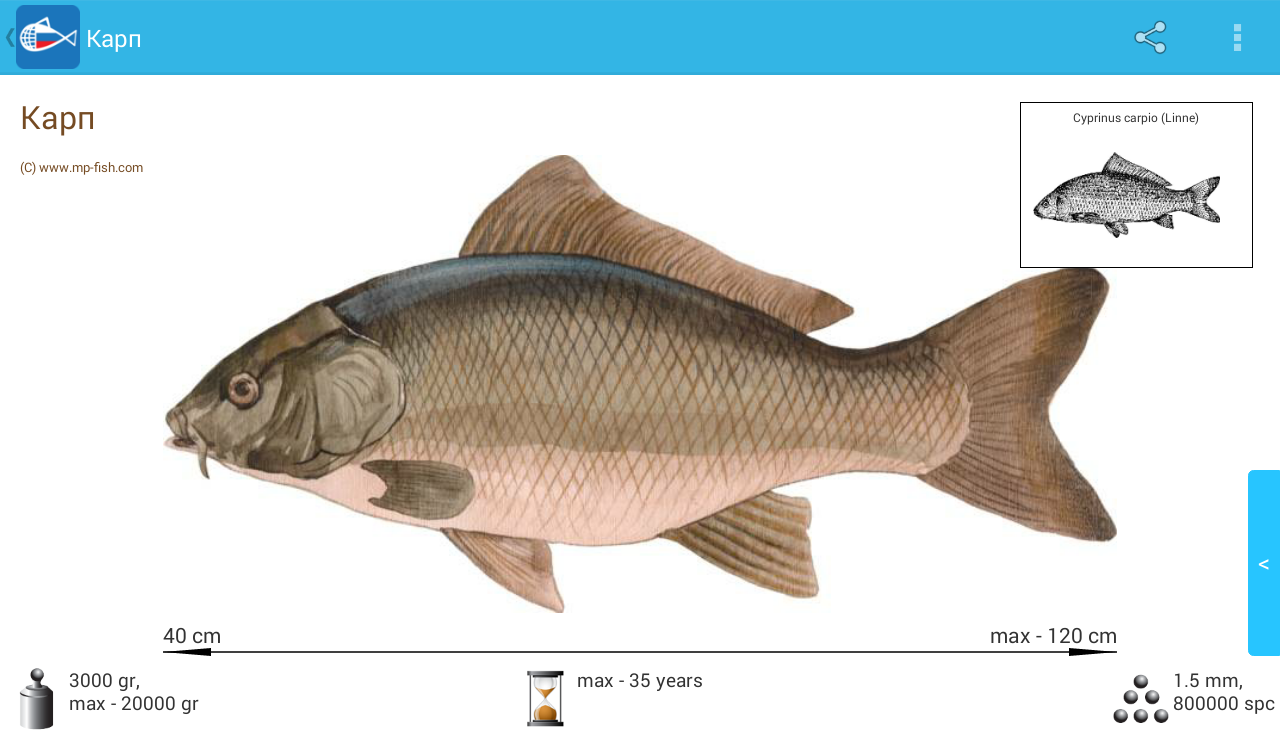 Рыба последняя буква р. Название рыб. Рыба на букву б. Рыба на букву р. Рыба последняя буква р.