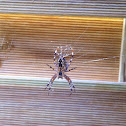 Cross spider Kreuzspinne