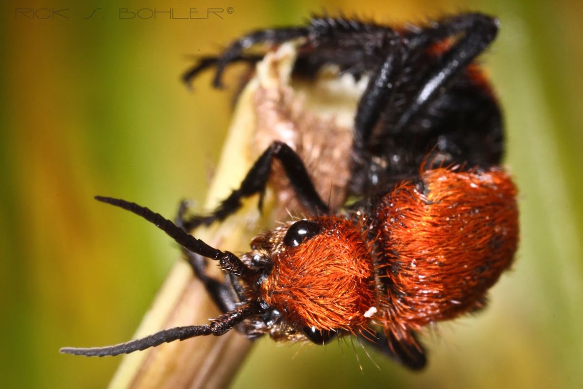 Red velvet ant or Cow Killer Ant