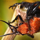 Red velvet ant or Cow Killer Ant