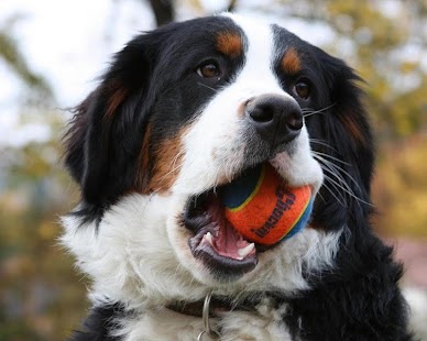 Bernese Mountain Dogs Wallpap Screenshots 2
