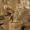 Barbary Macaques