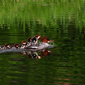Moms Rock by Ken Miracle - Novices Only Wildlife