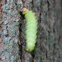 Polyphemus Moth caterpillar