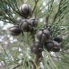 Oyster Bay cypress pine