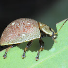 Leaf beetle at dinnertime.