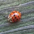 Multicolored Lady Asian Beetle
