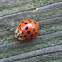 Multicolored Lady Asian Beetle