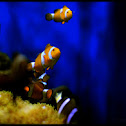 clown fish