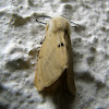 Buff Ermine Moth