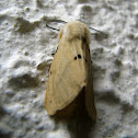 Buff Ermine Moth