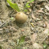 Dotted-stalk Suillus mushroom