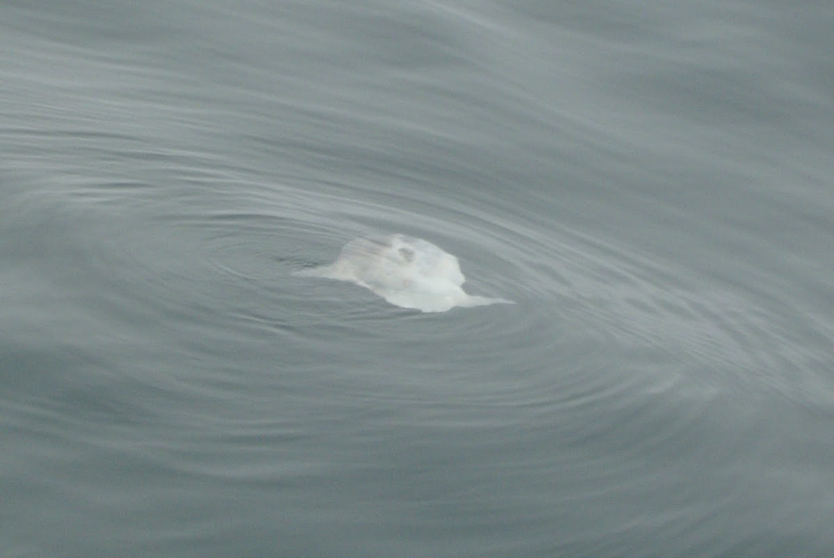 Ocean Sunfish