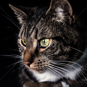 by Ryan Snow - Animals - Cats Portraits