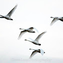 Tundra Swan